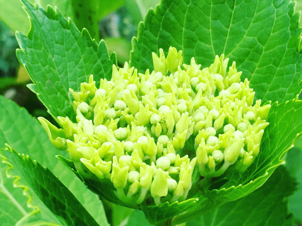 紫陽花の花