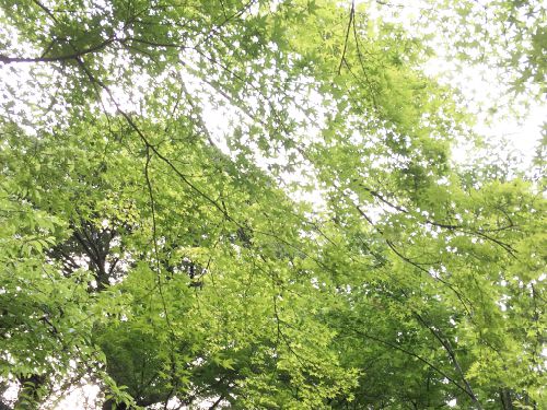 風に揺れる木の葉